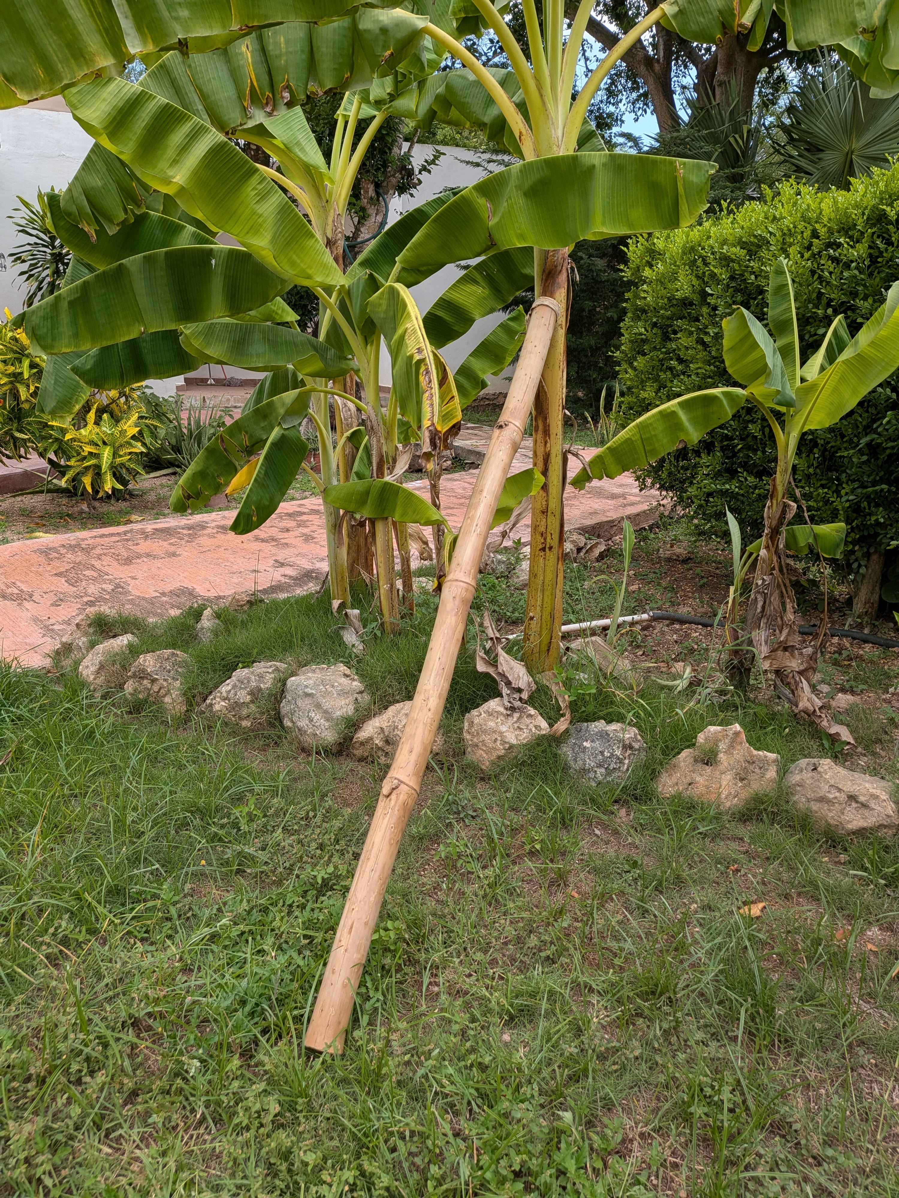 Palo de lluvia Bambú
